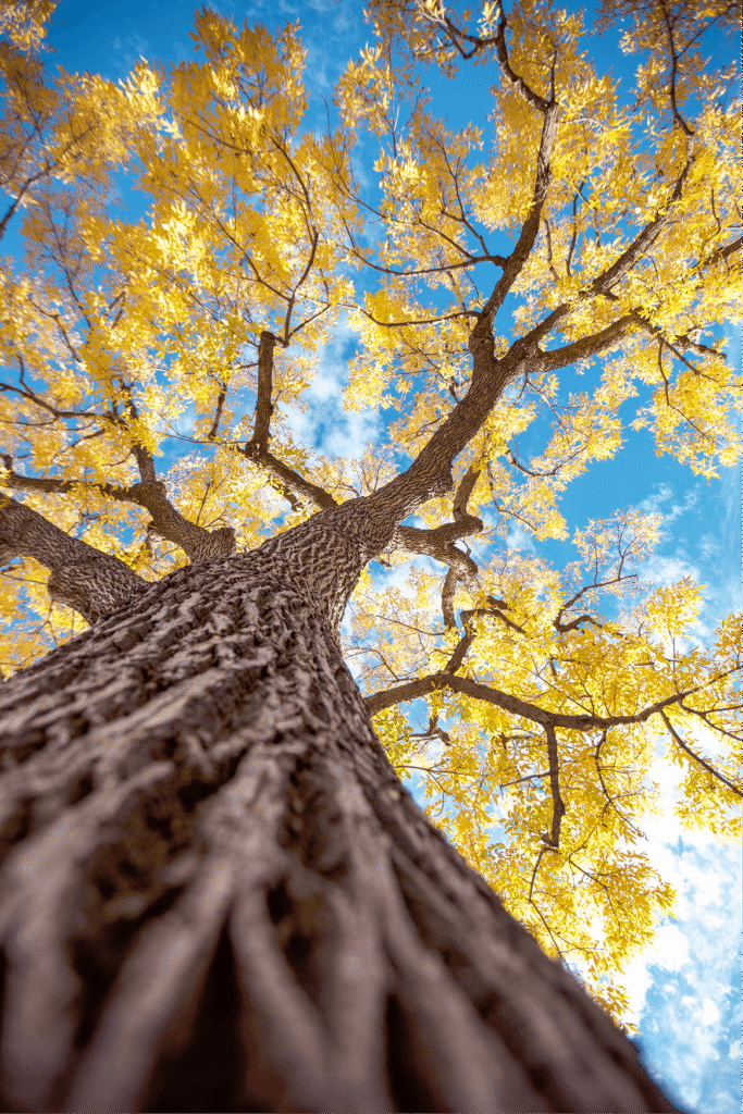 Low angle view of a tree in autumn with yellow leaves